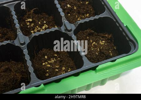 Farming. Gardening at home, in the apartment. Planting greens, seedlings, dill seeds in a pot with soil. Stock Photo