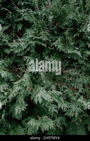 Full image of evergreen in the winter, pretty outdoor shrubbery, festive green wallpaper for moody nature aesthetic. Stock Photo