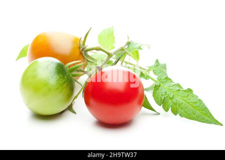 tomatoes, tomato, unripe, yellow, green, red, leaf, white, background, vegetables, ripe, production, mature, grow, three, together, side by side, matu Stock Photo