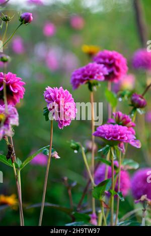 Dahlia Geerling's Babette,ball dahlia,rich red purple flowers,dahlias,flowering,garden,summer in the garden,RM Floral Stock Photo