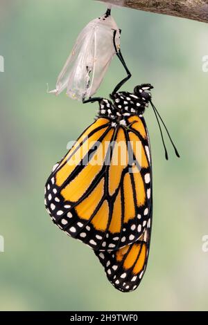 Macro of a newly emerged monarch butterfly / danaus plexippus hanging from its chrysalis, drying its wings