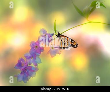 Macro of a monarch butterfly / danaus plexippus feeding on a delphinium flower on a vibrant colorful background - side view Stock Photo