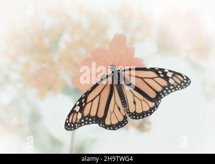 Macro of a monarch butterfly / danaus plexippus feeding on a tithonia flower Stock Photo