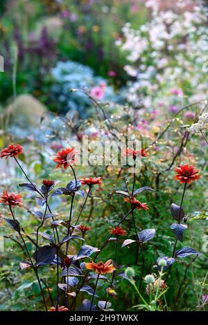 Heliopsis helianthoides var scabra Bleeding Hearts,copper,orange,flowers,flower,flowering,garden,gardens,RM Floral Stock Photo