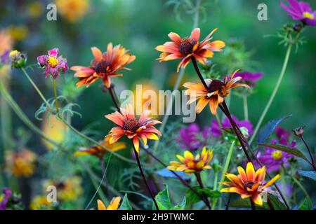 Heliopsis helianthoides var scabra Bleeding Hearts,copper,orange,flowers,flower,flowering,garden,gardens,RM Floral Stock Photo
