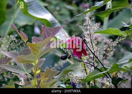 Liriodendron chinense,Chinese tulip tree,Artemisia lactiflora Guizhou,white mugwort,deep purple dahlia,leaves,foliage,attractive leaves,attractive fol Stock Photo