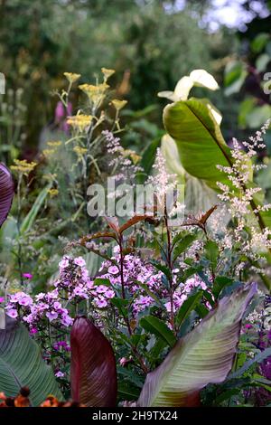 Photinia serratifolia Crunchy,evergreen tree,serrated leaves,copper hue,copper hued,dahlias,mixed planting scheme,mixed bed,mixed border,Artemisia lac Stock Photo