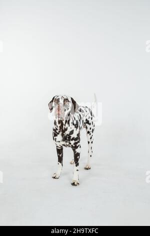 Dalmatian dog sitting looking in the camera at a white background Stock Photo