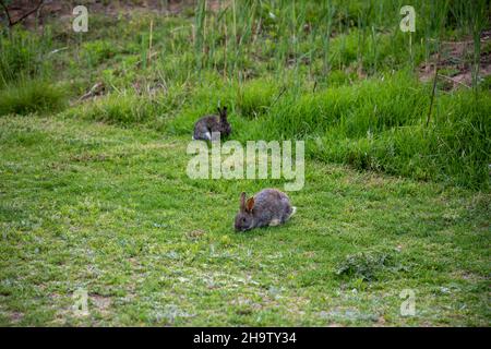 Selective focus on the front rabbit foraging for food in the gras Stock Photo