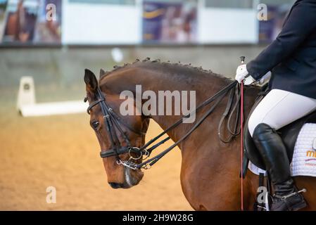 A dressage horse wearing a double bridle, with its mane plaited, riding in an indoor sand school. Stock Photo