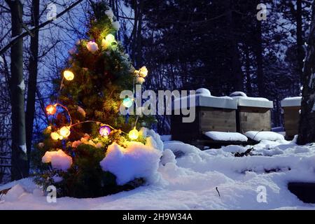 '30.01.2021, Germany, , Berlin - Small fir tree with fairy lights stands in the snow in front of two beehives.. 00S210130D396CAROEX.JPG [MODEL RELEASE Stock Photo