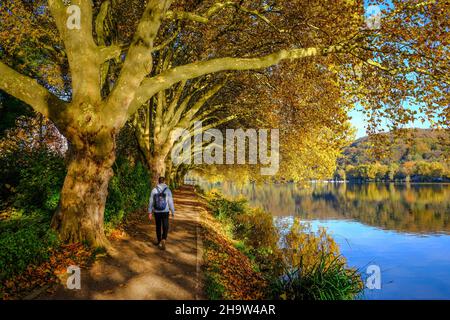 '25.10.2021, Germany, North Rhine-Westphalia, Essen - Golden autumn at Lake Baldeney.. 00X211025D003CAROEX.JPG [MODEL RELEASE: NO, PROPERTY RELEASE: N Stock Photo