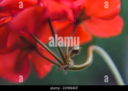 A cluster of blooming red geranium (pelargonium) flowers with tiny bud Stock Photo