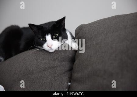 Adorable black white cat lounging on a sofa Stock Photo