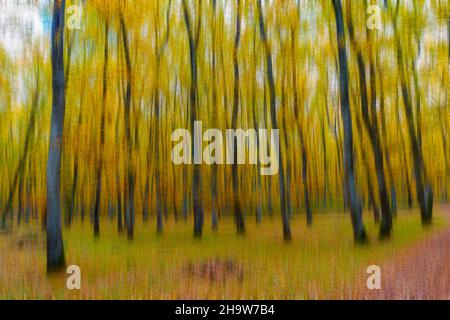 Abstract motion blur of an oak forest in autumn Stock Photo