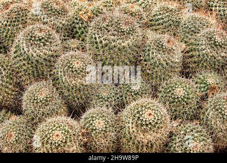 many large round cactus with thorns outside in the garden Stock Photo