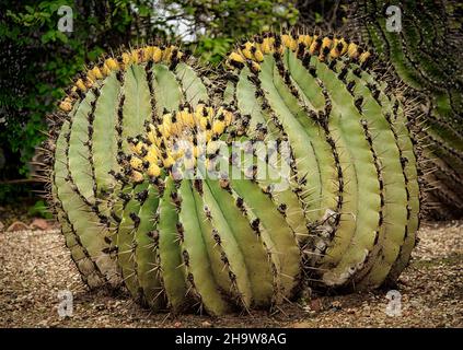 three large green cactus plants growing in the garden Stock Photo
