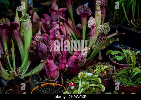 Closeup of a deep cavity pitfall traps of Sarracenia leucophylla. Bizarre almost alien-looking insect and flycatcher plant as banner or background Stock Photo