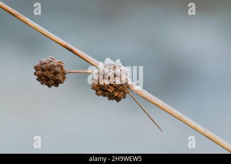 Icy vegetation, close up, macro. Stock Photo