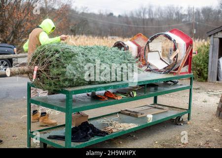 Worker preparing a Christmas tree for a customer Stock Photo