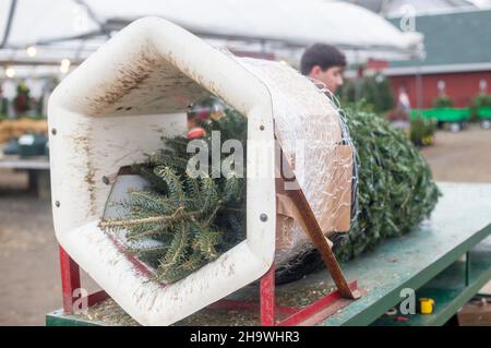 Worker preparing a Christmas tree for a customer Stock Photo