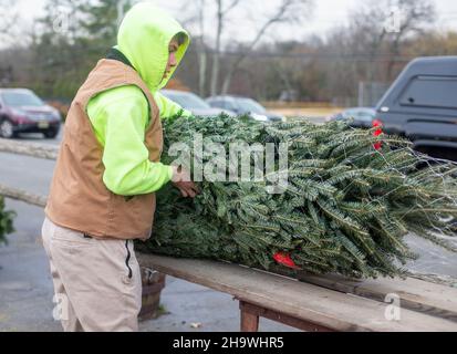 Worker preparing a Christmas tree for a customer Stock Photo