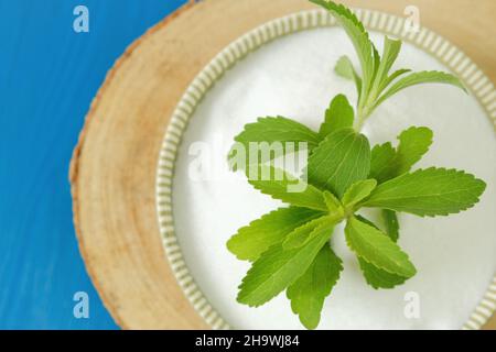 Stevia rebaudiana.Stevia twig in a round cup on bright blue background.Organic natural sweetener.Stevia plants.Stevia fresh green twig Stock Photo