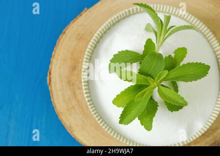 Stevia rebaudiana.Stevia twig into powder in a round cup on bright blue background.Organic natural sweetener.Stevia plants Stock Photo
