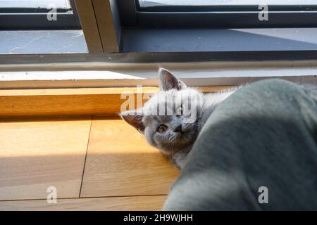 Kitten peeking, Blue British Shorthair cat hiding behind cat toys and peeking, Cat playing hide and seek in the room. Stock Photo