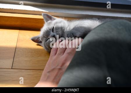 Kitten biting a person's finger, Blue British Shorthair cat playing with owner, mischievous cat lying on a wooden floor in a room by the window. Stock Photo