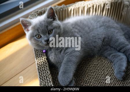 British Shorthair kitten blue color lying in a cardboard box scratching cat's claws, view from above the cat is resting in a paper tray. Stock Photo