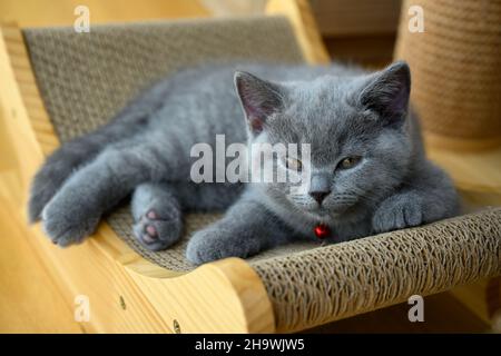 Kitten resting comfortably on the scratcher, blue British Shorthair cat is sleepy and eyes are almost asleep, cute little cat with red bell, front vie Stock Photo