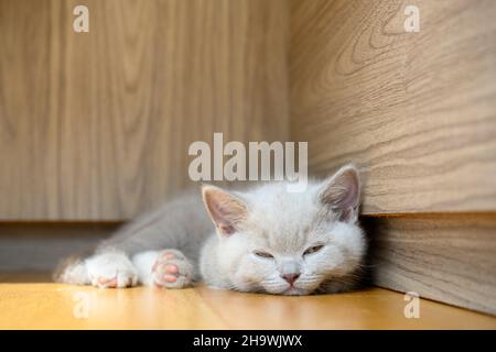 kitten sleeping in corner, lilac british shorthair cat sleeping on wooden floor, front view full body, cute and beautiful kitten with good pedigree Stock Photo