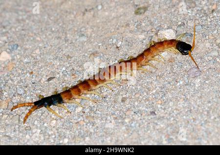 Giant Desert Centipede (Scolopendra heros) Stock Photo