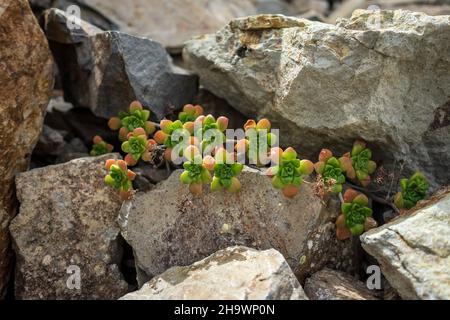 Succulent plant on the rocks. Tenerife. Canary Islands. Spain. Stock Photo