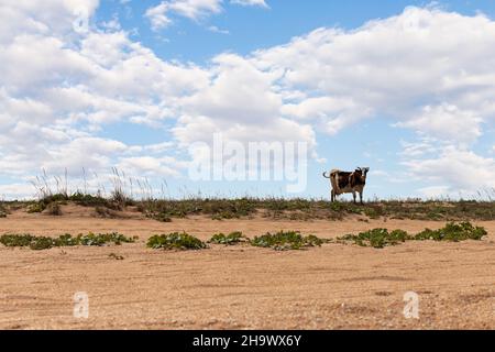 A white-brown cow stands by the beach against the background of grass and sky. Front view. Stock Photo