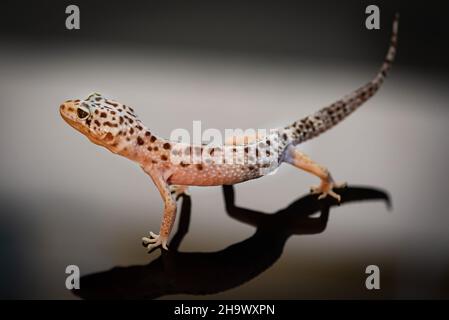 Side view of Leopard Gecko. Stock Photo