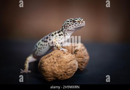 Side view of Leopard Gecko stepped over walnuts. Stock Photo
