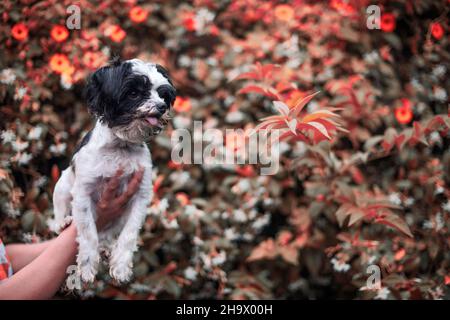 Portrait of adorable yorkie shot infront of flower background Stock Photo