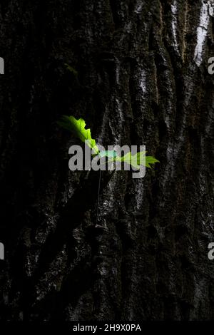 a green oak sapling grows in the bark of a tree Stock Photo
