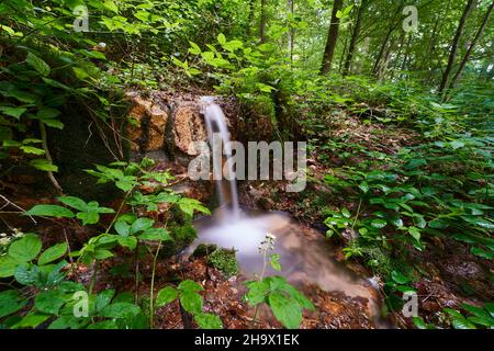 a small waterfall in the middle of a green deciduous forest Stock Photo