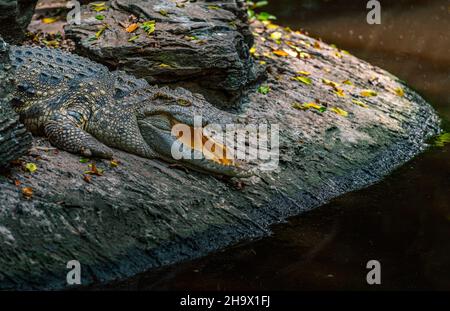 Beautiful Alligator sunbathing at the swamp, opened mouth, view side of the body. Close up an alligator in a dark tone environment with bright light f Stock Photo