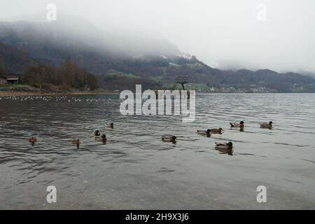 Flock of ducks floating on lake Walensee in Switzerland in winter. Stock Photo