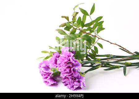purple carnation on a white background Stock Photo