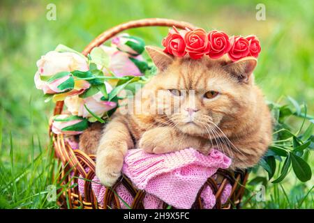 Cute ginger British shorthair cat relaxing in a basket on the grass in the spring garden. The cat wearing a red roses crown Stock Photo