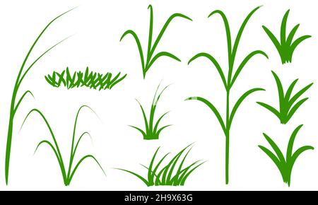 vector grass isolated on white background Stock Vector Image & Art - Alamy