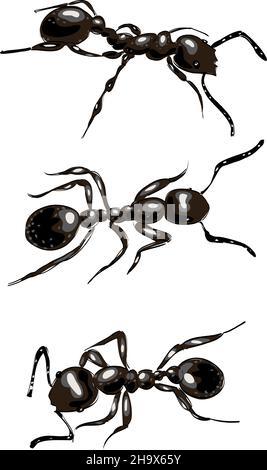 Black ants. Isolated on white background. Vector illustration. Stock Vector