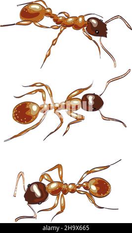 Red ants. Isolated on white background. Vector illustration. Stock Vector