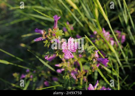 Close-up of bright pink Common Mallow (Malva sylvestri) growing at the edge of a field in the summer sunlight Stock Photo