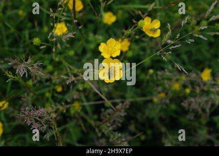 Close-up of meadow life with bright yellow buttercups, purple grasses and a striking thick-legged flower beetle (Oedemera nobilis) Stock Photo